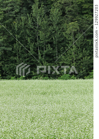 Buckwheat fields in full bloom, Kitawase buckwheat fields in Wassamu town 129927203