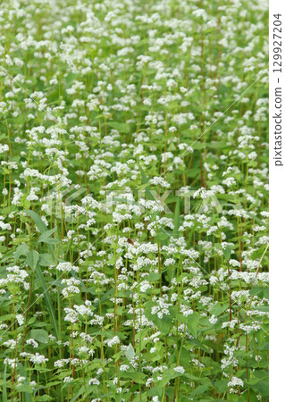 蕎麥花盛開的和寒町北和瀨蕎麥田 蕎麥花盛開的和寒町北和瀨蕎麥田 129927204