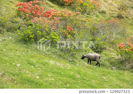 高原上的羊群和杜鵑花 129927323