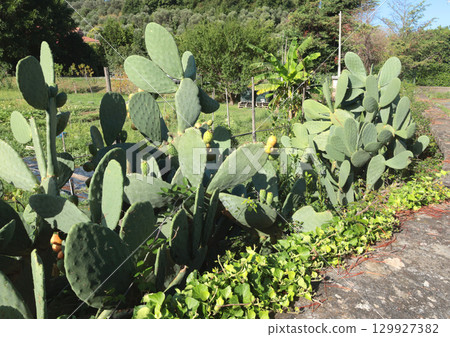 Opuntia cactus with young sprouts. Green background for design. Exotic plants. Opuntia cactus with young sprouts. Green background for design. Exotic plants. 129927382