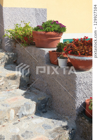 Exotic flower, succulent on stone step near house on sunny summer day in Liguria, Italy. Nature and buildings. Copy space for text. Exotic flower, succulent on stone step near house on sunny summer day in Liguria, Italy. Nature and buildings. Copy space for text. 129927384
