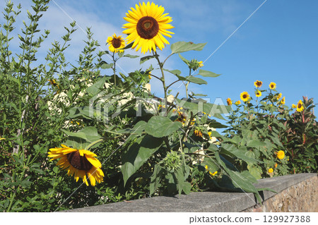 Sunflowers against blue sky. Nature and harvest in summer in garden. Copy space for design. Sunflowers against blue sky. Nature and harvest in summer in garden. Copy space for design. 129927388