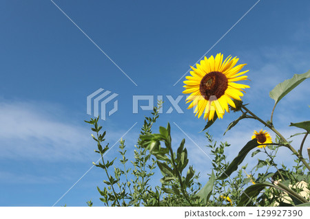 Sunflowers against blue sky. Nature and harvest in summer in garden. Copy space for design. Sunflowers against blue sky. Nature and harvest in summer in garden. Copy space for design. 129927390