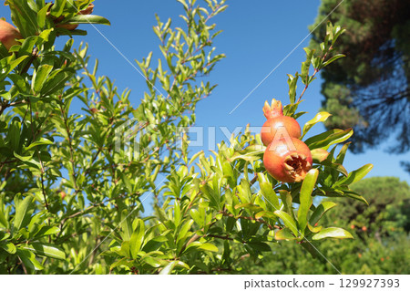 Fruit tree with pomegranate fruit in summer. Rays of sunlight and light. Nature and harvest in summer. Farm and garden. Fruit tree with pomegranate fruit in summer. Rays of sunlight and light. Nature and harvest in summer. Farm and garden. 129927393