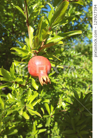 Fruit tree with pomegranate fruit in summer. Rays of sunlight and light. Nature and harvest in summer. Farm and garden.  129927394