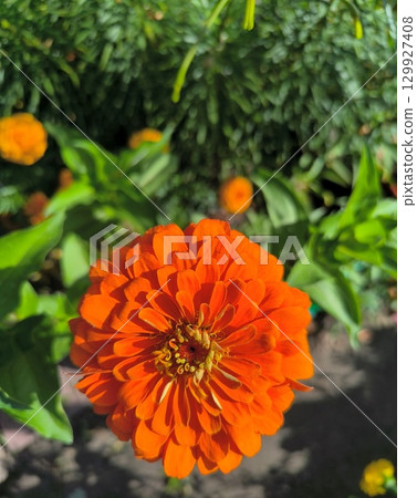 Vibrant Orange Zinnia Blossom in Full Bloom, A Captivating Display of Summer Beauty and Color Vibrant Orange Zinnia Blossom in Full Bloom, A Captivating Display of Summer Beauty and Color 129927408
