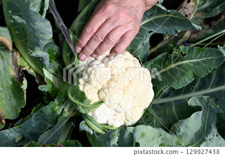 Harvesting fresh cauliflower in a backyard garden during late summer, highlighting the joy of home gardening and sustainable food practices Harvesting fresh cauliflower in a backyard garden during late summer, highlighting the joy of home gardening and sustainable food practices 129927438