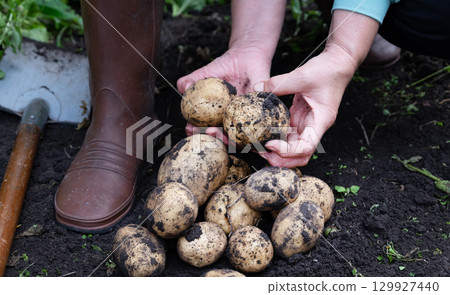 Harvesting fresh potatoes in the garden on a sunny afternoon with gardening tools nearby Harvesting fresh potatoes in the garden on a sunny afternoon with gardening tools nearby 129927440