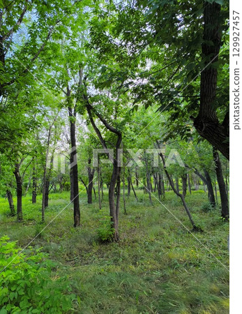 Lush Green Forest A Stunning Natural Background for Creative Projects Lush Green Forest A Stunning Natural Background for Creative Projects 129927457