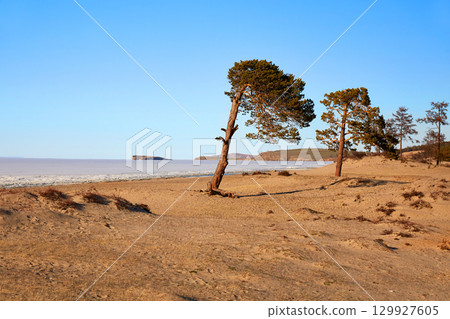 Pine trees on the sandy beach of the Sarai Bay of Olkhon Island. Lake Baikal on a spring day. Pine trees on the sandy beach of the Sarai Bay of Olkhon Island. Lake Baikal on a spring day. 129927605