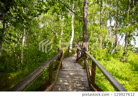 A wooden path in the national park in the middle of the forest. 129927612