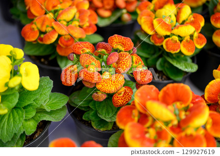 Blooming calceolaria and green leaves seedlings in pot, Calceolaria herbeohybrida Voss 129927619
