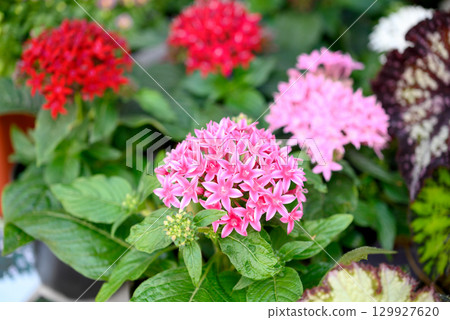 Pink starcluster flower (pentas lanceolata) seedlings in a pot with blurred background Pink starcluster flower (pentas lanceolata) seedlings in a pot with blurred background 129927620
