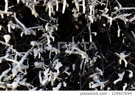 Salt deposits on graduation tower twigs Salt deposits on graduation tower twigs 129927694