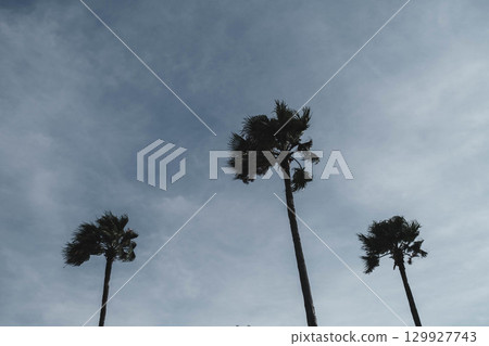 [六甲海上公園]黃昏的港口風景 129927743