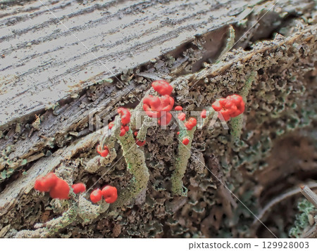 Lichen: Red lichen of the family Polytrichum commune 129928003