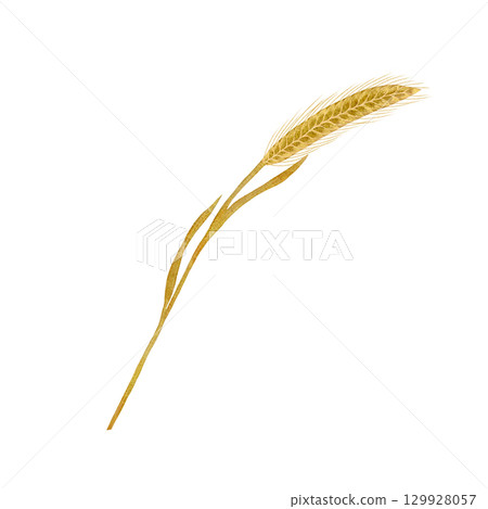 Wheat ears, wheat watercolor illustration set, hand-drawn wheat set isolated on a white background Wheat ears, wheat watercolor illustration set, hand-drawn wheat set isolated on a white background 129928057