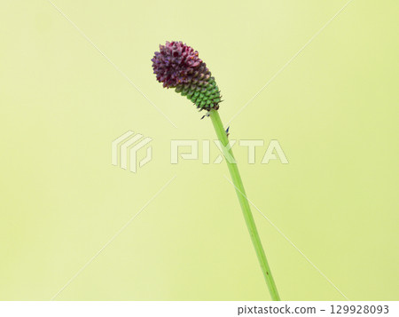 薔薇科多年生草本植物，花深紅紫色 129928093