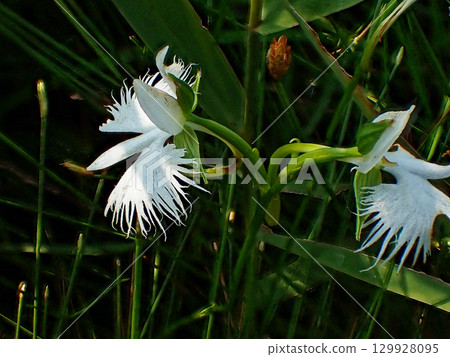 Wetland flora Egret 129928095