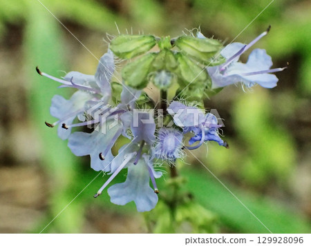 Blooming of the Tokai region endemic species of the Lamiaceae family, Shimajitamurasou Blooming of the Tokai region endemic species of the Lamiaceae family, Shimajitamurasou 129928096