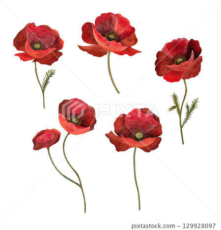 Red poppy floral botanical flower. Isolated poppy illustration element. Red poppy in watercolor technique, sparkling with bright petals. Red poppy floral botanical flower. Watercolor background 129928097