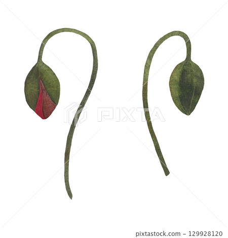 Red poppy floral botanical flower. Isolated poppy illustration element. Red poppy in watercolor technique, sparkling with bright petals. Red poppy floral botanical flower. Watercolor background 129928120