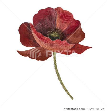 Red poppy floral botanical flower. Isolated poppy illustration element. Red poppy in watercolor technique, sparkling with bright petals. Red poppy floral botanical flower. Watercolor background Red poppy floral botanical flower. Isolated poppy illustration element. Red poppy in watercolor technique, sparkling with bright petals. Red poppy floral botanical flower. Watercolor background 129928124