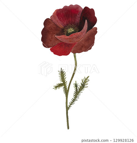 Red poppy floral botanical flower. Isolated poppy illustration element. Red poppy in watercolor technique, sparkling with bright petals. Red poppy floral botanical flower. Watercolor background 129928126