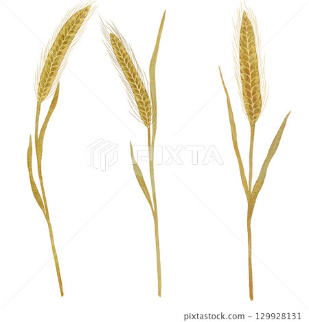 Wheat ears, wheat watercolor illustration set, hand-drawn wheat set isolated on a white background Wheat ears, wheat watercolor illustration set, hand-drawn wheat set isolated on a white background 129928131