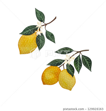 A watercolor illustration of juicy yellow lemons on a branch with green leaves against a white background. This vibrant and natural artwork beautifully captures the freshness and texture of the lemons 129928163