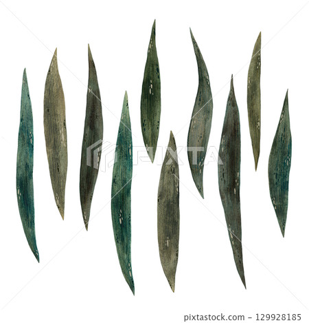 set of watercolor rich green iris flower leaves illustration, iris leaves isolated on white background, botanical illustration of different oblong smooth plant leaves in shades of green, hand drawn set of watercolor rich green iris flower leaves illustration, iris leaves isolated on white background, botanical illustration of different oblong smooth plant leaves in shades of green, hand drawn 129928185