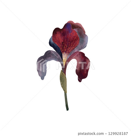 A delicate watercolor painting of a blooming iris flower in soft purple, blue and dark blue color without leaves, watercolor iris in soft purples and blues, minimal leaves, arranged on a white A delicate watercolor painting of a blooming iris flower in soft purple, blue and dark blue color without leaves, watercolor iris in soft purples and blues, minimal leaves, arranged on a white 129928187