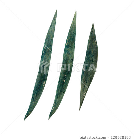 set of watercolor rich green iris flower leaves illustration, iris leaves isolated on white background, botanical illustration of different oblong smooth plant leaves in shades of green, hand drawn 129928193