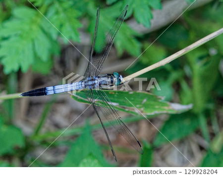 棲息在樹枝上 129928204