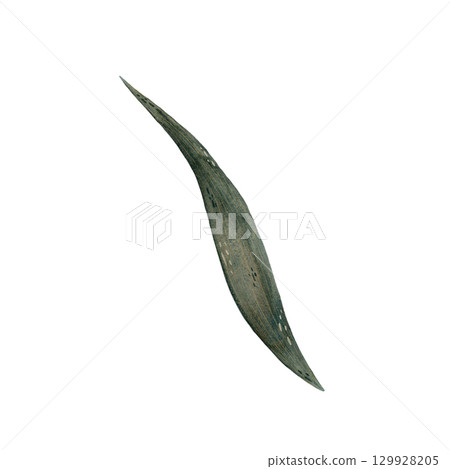 Watercolor succulent green leaf of iris flower illustration, iris leaf isolated on white background, botanical illustration of long smooth leaf of plant in shades of green, hand drawn plant leaf 129928205