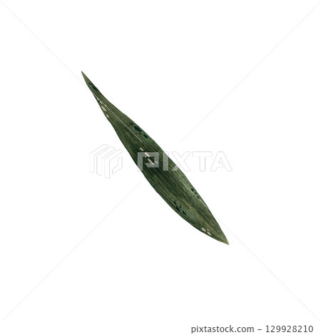 Watercolor succulent green leaf of iris flower illustration, iris leaf isolated on white background, botanical illustration of long smooth leaf of plant in shades of green, hand drawn plant leaf 129928210