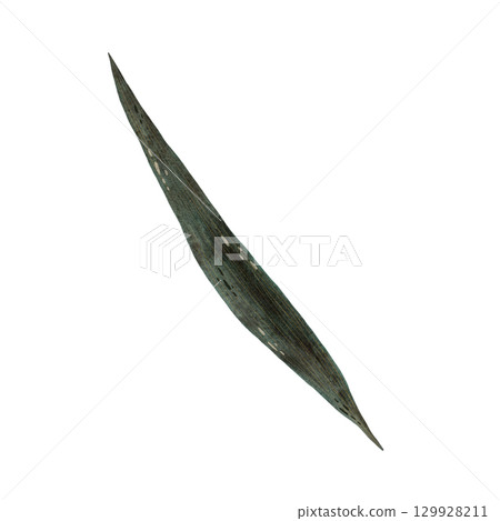 Watercolor succulent green leaf of iris flower illustration, iris leaf isolated on white background, botanical illustration of long smooth leaf of plant in shades of green, hand drawn plant leaf Watercolor succulent green leaf of iris flower illustration, iris leaf isolated on white background, botanical illustration of long smooth leaf of plant in shades of green, hand drawn plant leaf 129928211