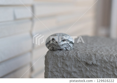 Frog that mimics 129928222
