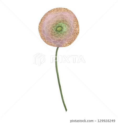 Delicate watercolor pink, coral and dusty rose ranunculus flower on white background, Hand-drawn floral artwork, Gentle peony floral element, Pink flower illustration, Ranunculus blooming flower Delicate watercolor pink, coral and dusty rose ranunculus flower on white background, Hand-drawn floral artwork, Gentle peony floral element, Pink flower illustration, Ranunculus blooming flower 129928249