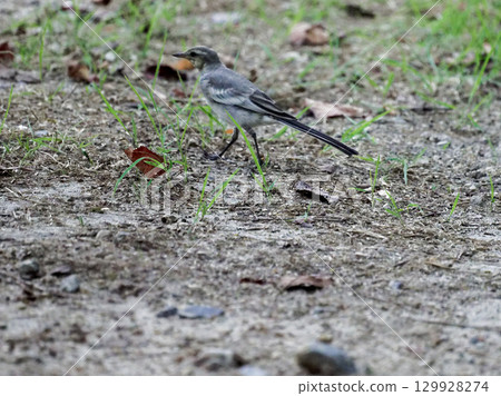 日本鶺鴒幼鳥的覓食行為 日本鶺鴒幼鳥的覓食行為 129928274