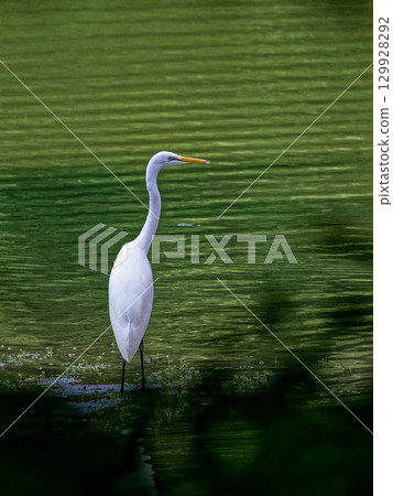 大白鷺狩獵,大白鷺是鷺科的一個亞種,大白鷺 大白鷺狩獵,大白鷺是鷺科的一個亞種,大白鷺 129928292
