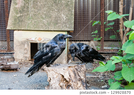 Beautiful black crows sit on a stump Beautiful black crows sit on a stump 129928870
