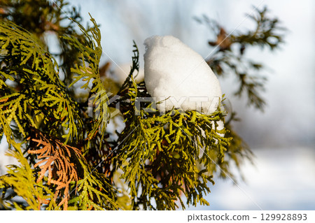 twigs twigs in the snow twigs twigs in the snow 129928893