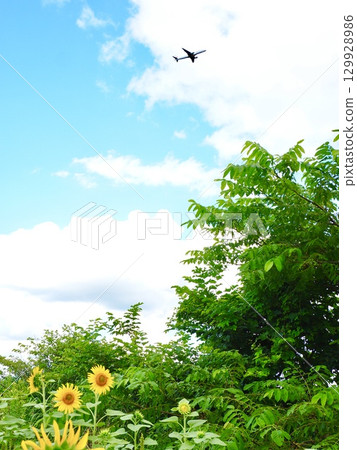 北海道夏季的向日葵與飛機 129928986