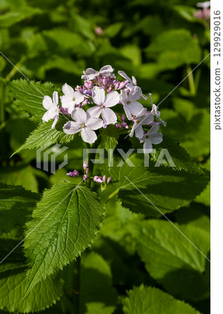 Wild park flowers Wild park flowers 129929016