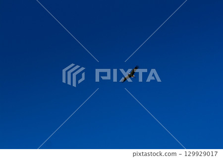 Stork soaring in the blue sky with white clouds 129929017