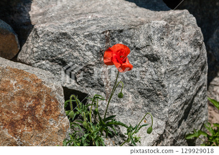 Red poppies on a background of stones Red poppies on a background of stones 129929018