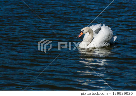 Beautiful swan floats on the lake 129929020