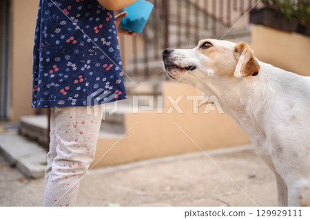 Child interacts with friendly dog in sunny outdoor setting Child interacts with friendly dog in sunny outdoor setting 129929111