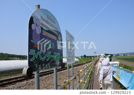 Lavender Field Station on the JR Furano Line opens for a limited time during the flowering season Lavender Field Station on the JR Furano Line opens for a limited time during the flowering season 129929223